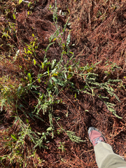 Atriplex micrantha, photograph (c) crothfels, some rights reserved (CC BY)