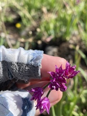 Allium gooddingii, photograph (c) Martin Purdy, some rights reserved (CC BY)