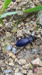 Carabus scheidleri
