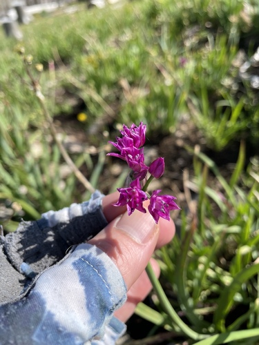 Allium gooddingii, photograph 3