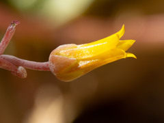 Dudleya saxosa collomiae