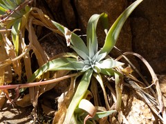 Dudleya saxosa collomiae