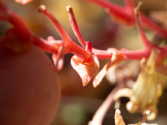 Dudleya saxosa collomiae