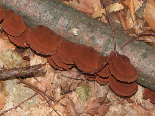 Daedaleopsis confragosa tricolor