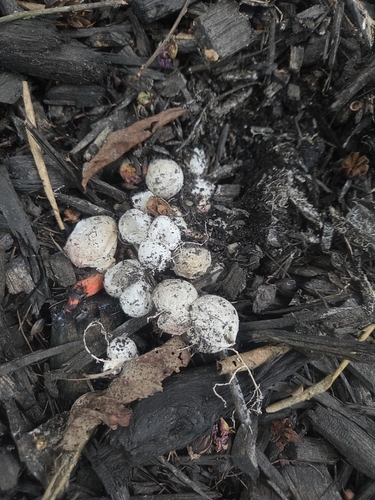 Wrinkly Stinkhorn