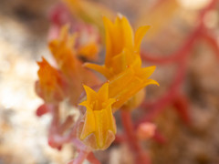 Dudleya saxosa collomiae