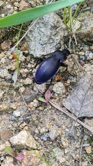 Carabus scheidleri
