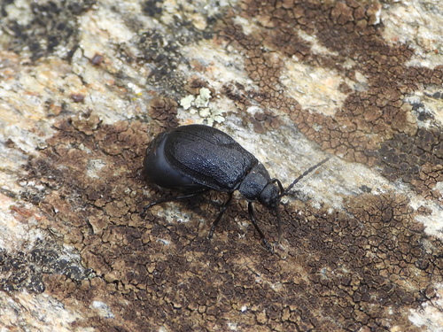 black-punctured leaf beetle
