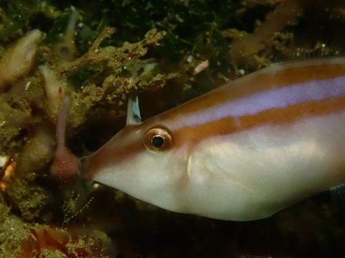 Pseudalutarius nasicornis observed 2026-09-25