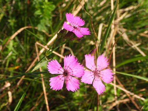 Ragged Pink
