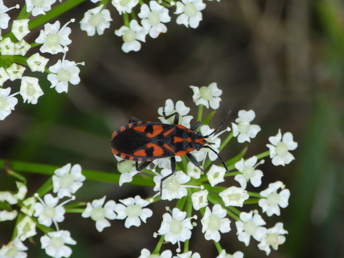 Spilostethus saxatilis