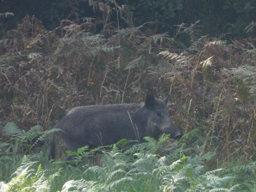 Wild Boar