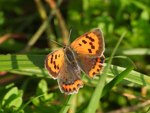 Small Copper