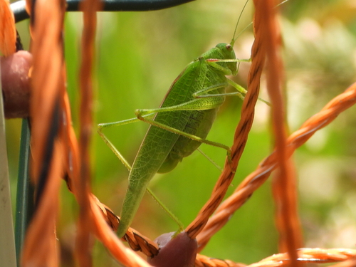 Mediterranean Katydid