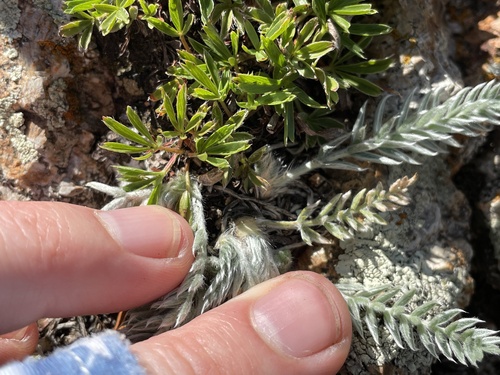 Oxytropis splendens, photograph 2