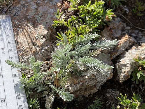 Oxytropis splendens, photograph 3