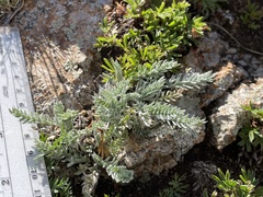 Oxytropis splendens, photograph (c) Martin Purdy, some rights reserved (CC BY)