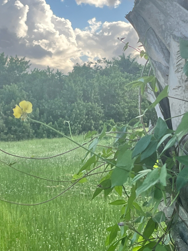 Wild Cowpea