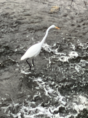 Great Egret