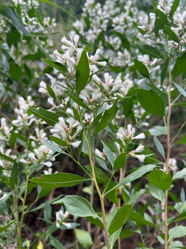 groundsel tree