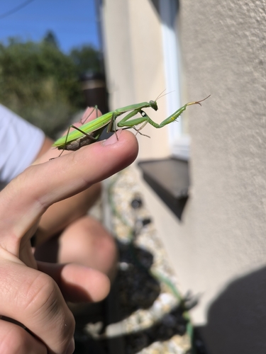 European Mantis