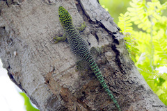 Phelsuma standingi