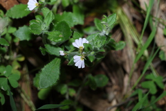 Scaevola albida, photograph (c) Greg Tasney, some rights reserved (CC BY-SA)