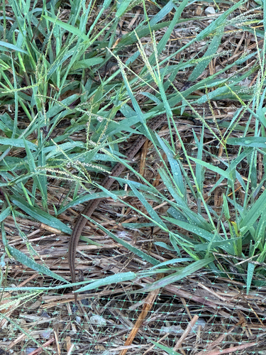 DeKay's Brownsnake