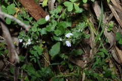 Scaevola albida