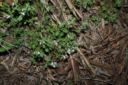 Scaevola albida, photograph 2