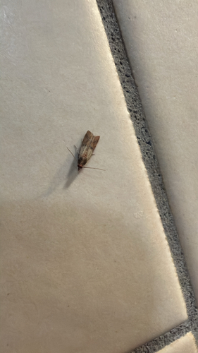 Indian-Meal Moth