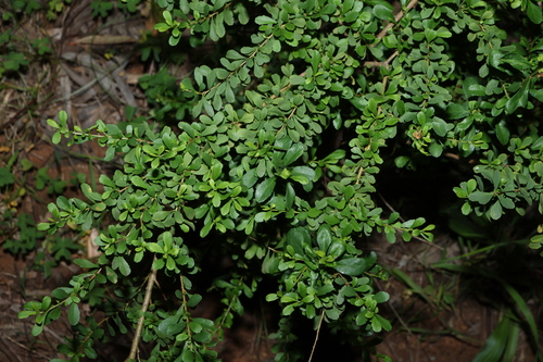 Bursaria spinosa