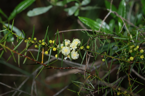 Acacia rupicola, photograph 1