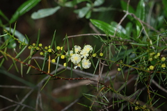 Acacia rupicola, photograph (c) Greg Tasney, some rights reserved (CC BY-SA)