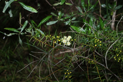 Acacia rupicola, photograph 2