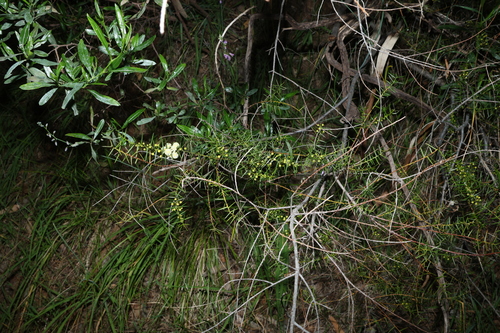 Acacia rupicola, photograph 3