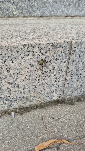 Wasp Spider
