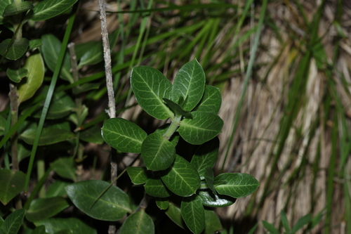 Gomphocarpus cancellatus