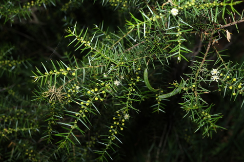 Acacia rupicola