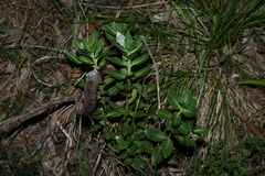 Gomphocarpus cancellatus, photograph (c) Greg Tasney, some rights reserved (CC BY-SA)