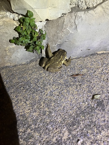 Spiny Toad