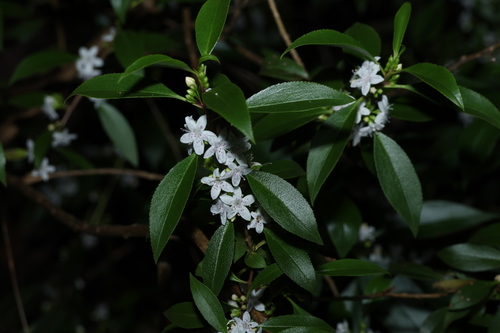 Myoporum petiolatum, photograph 2