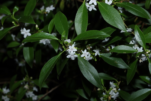 Myoporum petiolatum, photograph 1