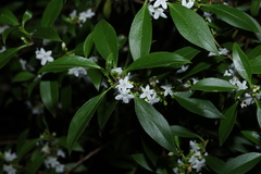 Myoporum petiolatum, photograph (c) Greg Tasney, some rights reserved (CC BY-SA)