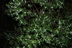 Myoporum petiolatum