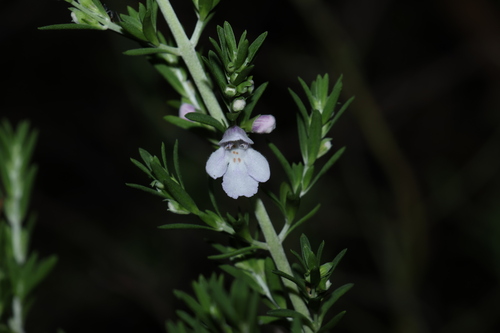 Prostanthera behriana, photograph 2