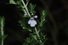 Prostanthera behriana, photograph (c) Greg Tasney, some rights reserved (CC BY-SA)