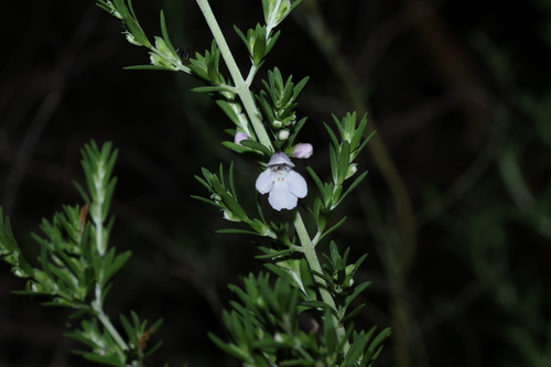 Prostanthera behriana, photograph 3