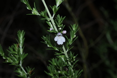 Prostanthera behriana, photograph (c) Greg Tasney, some rights reserved (CC BY-SA)