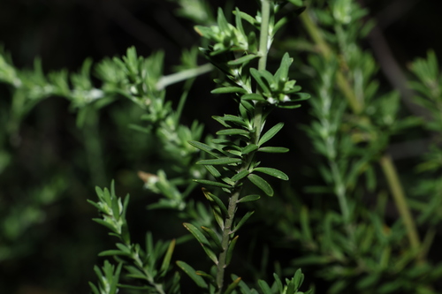 Prostanthera behriana, photograph 4